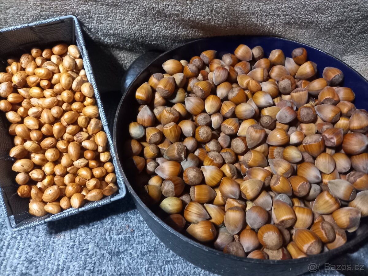 Oříšky lískové. - 2