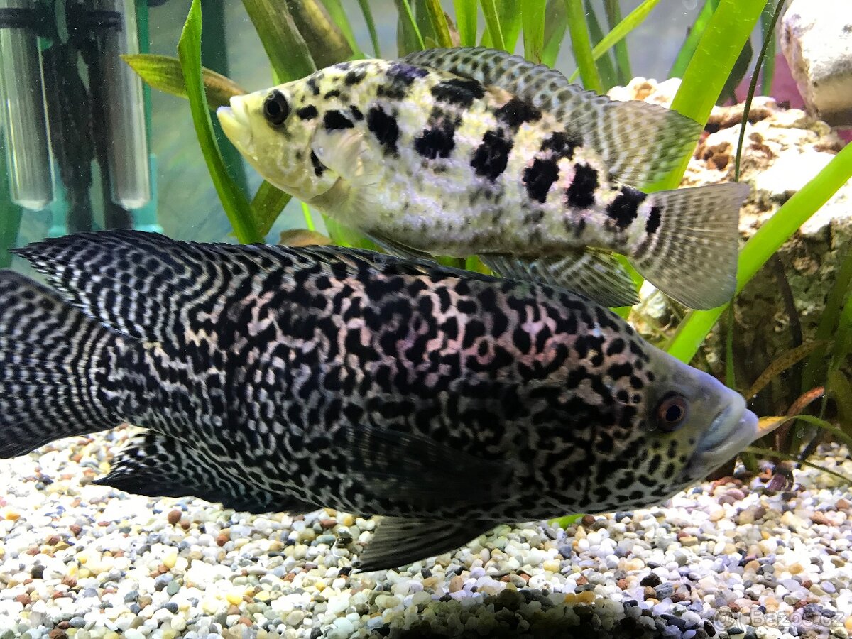 Kančík managujský /Parachromis managuensis chovný pár - 2