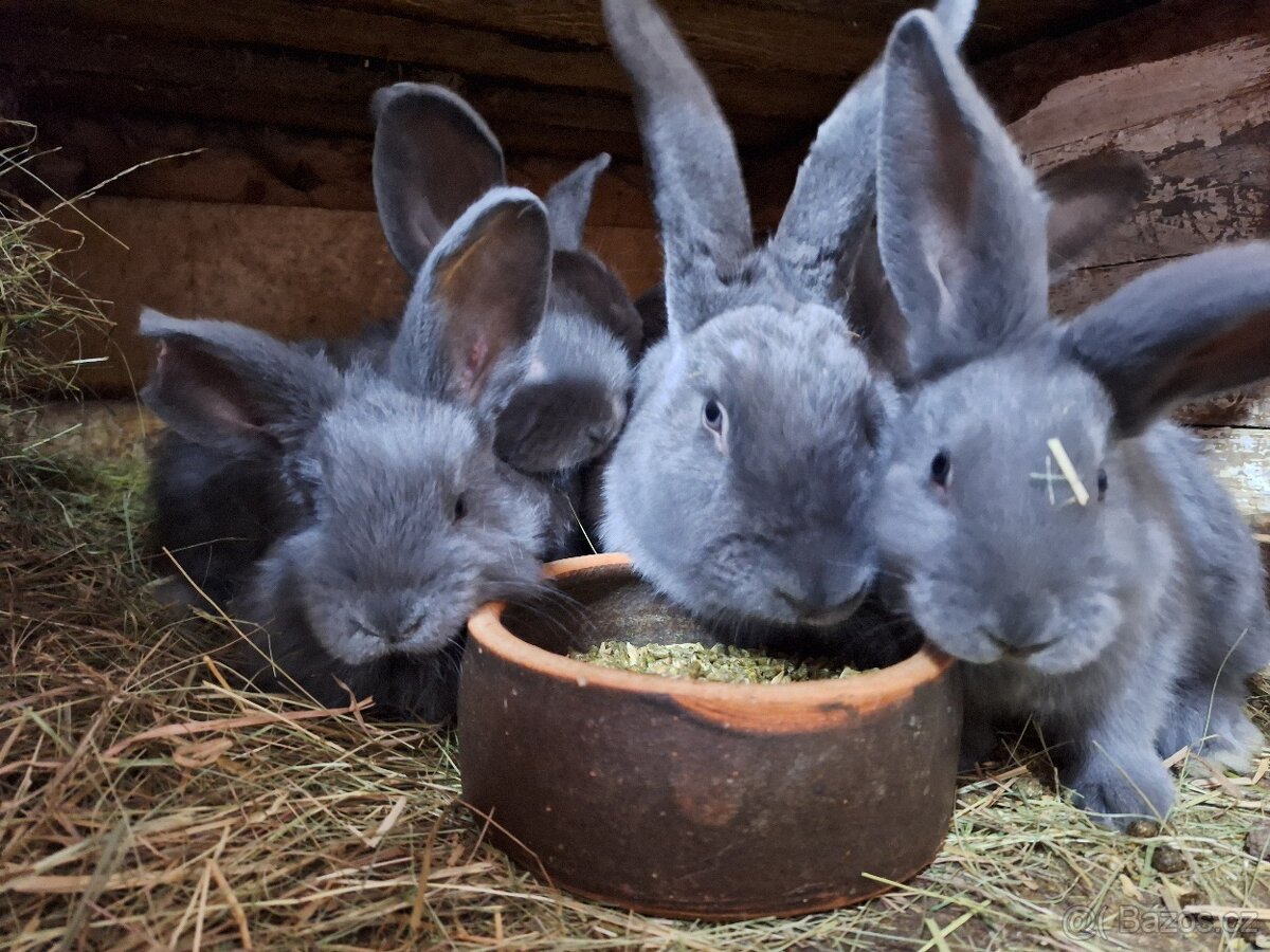 Prodám Moravský Modrý 2 měsíce - 2