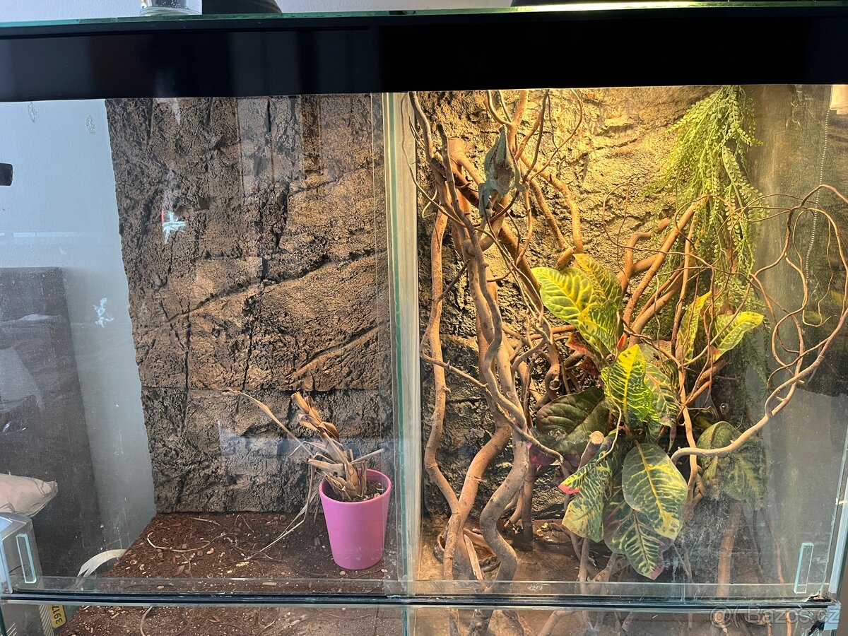 CHAMELEONI JEMENSKÝ HOLKA/KLUK + TERÁRIUM - 2