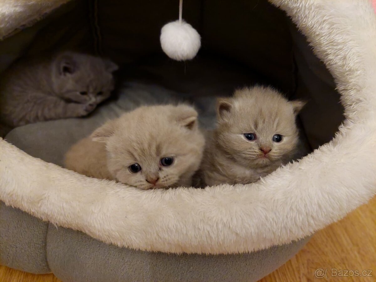 Britská koťátka bez PP - 2