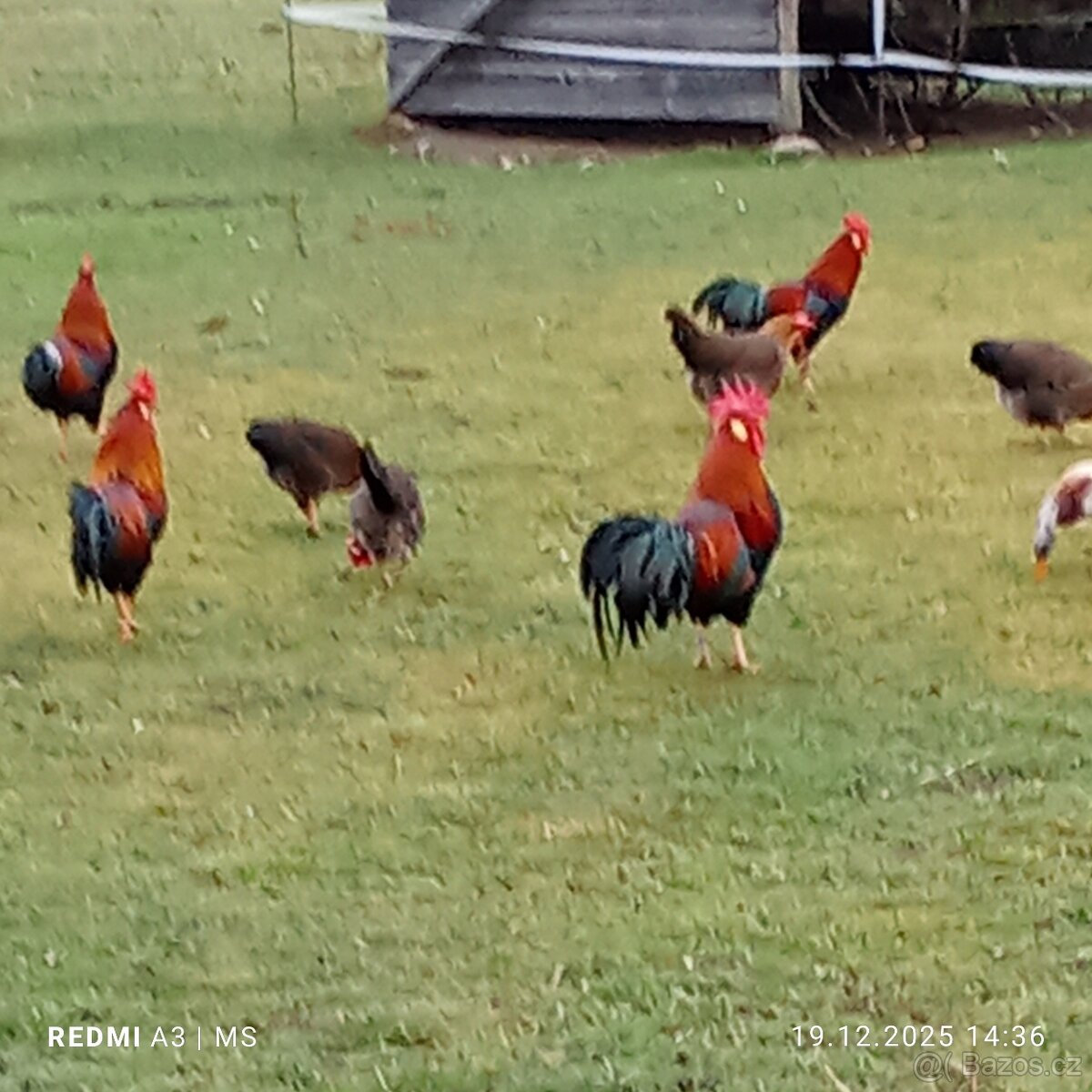 Vlaška koroptví - 2