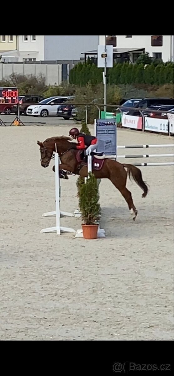 Top pony na prodej - 2