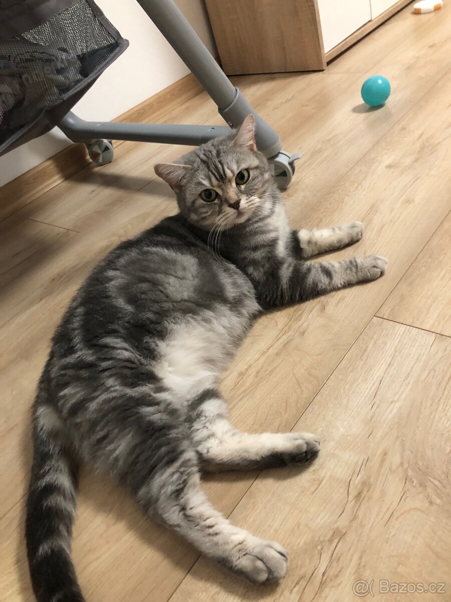 Úžasná britská krátkosrstá kočka - 2