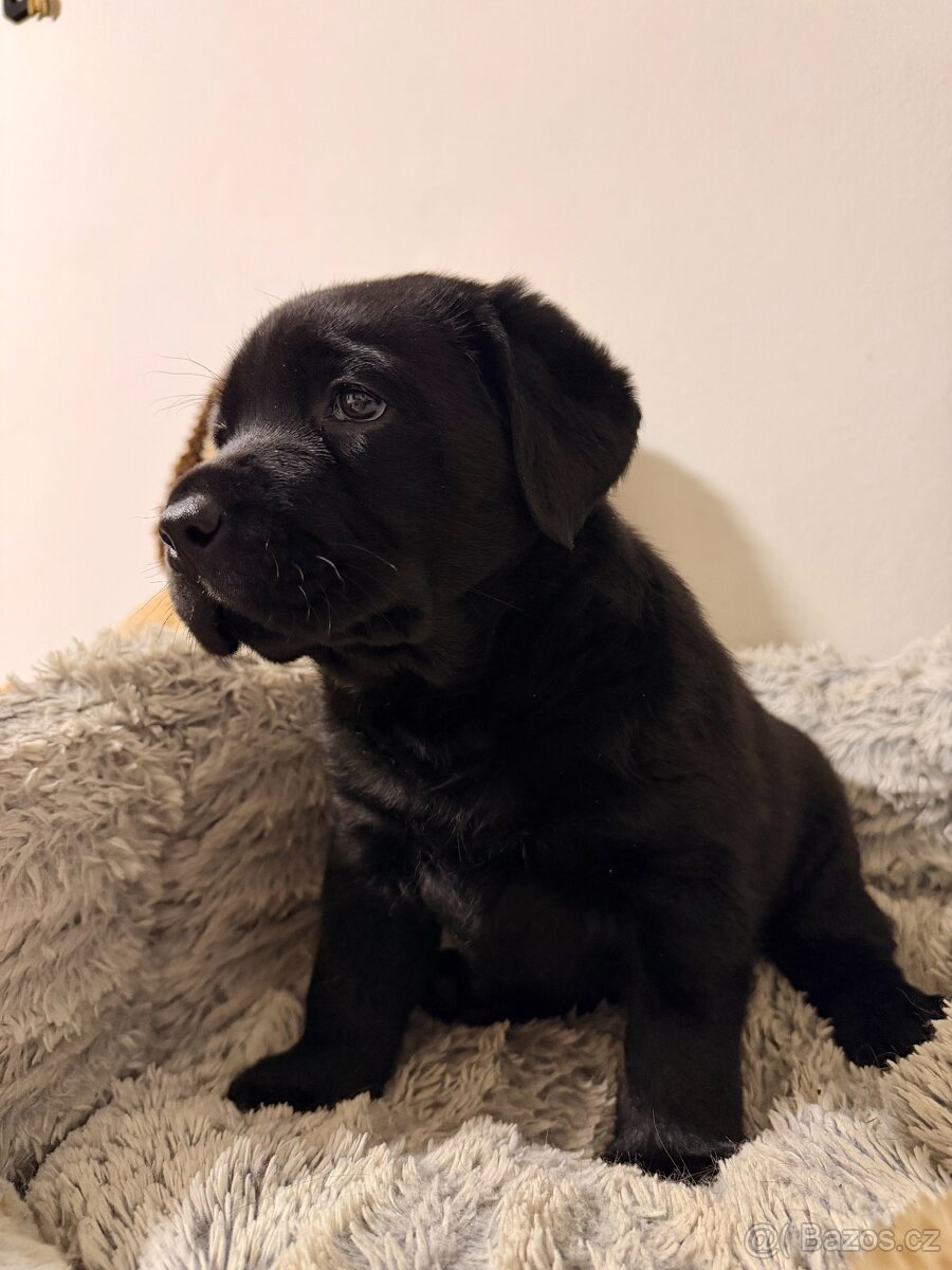 Štěňátko labradorského retrievra s PP - 2