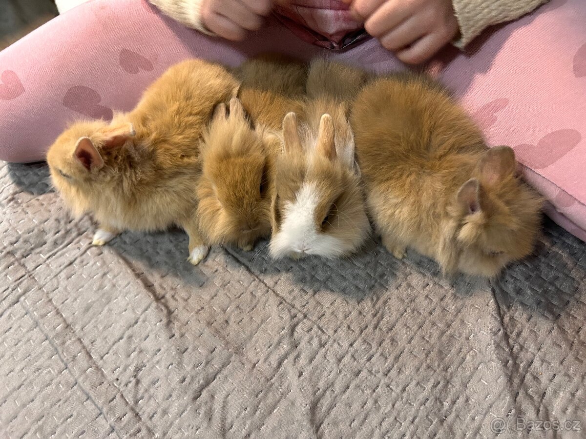 Zakrslý králíčci - 2