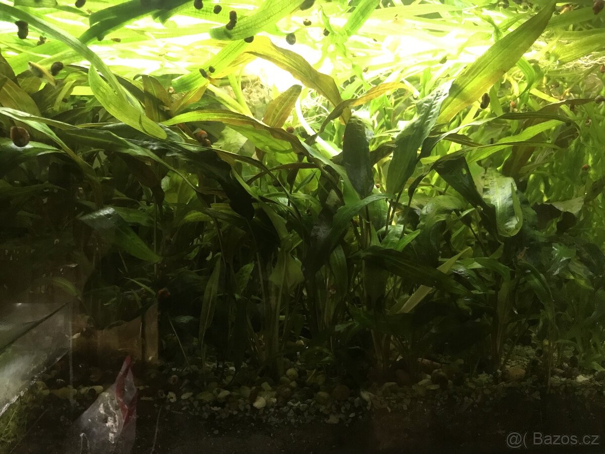 Rostlinka Kryptokoryna červená - 2