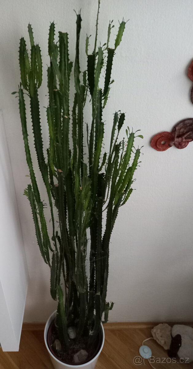 Kaktus/Pryšec trojúhlý - 2