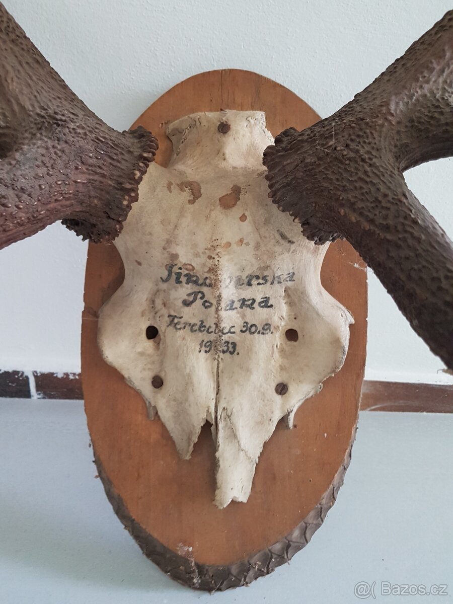 jelení paroží z roku 1933 - 2