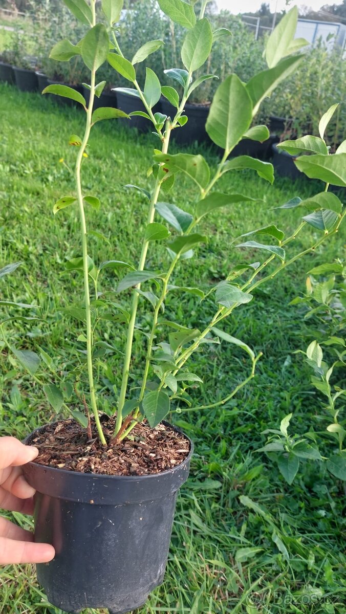 Borůvky DUKE 2leté - 2