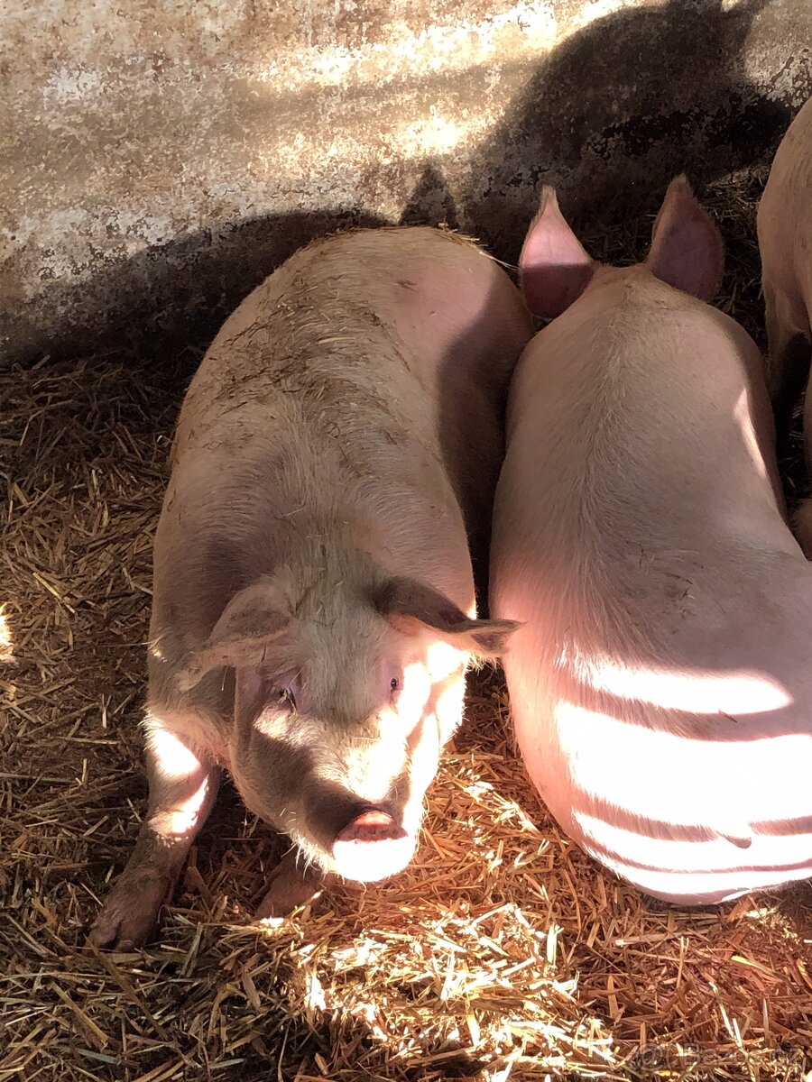 Prodám prase - 2
