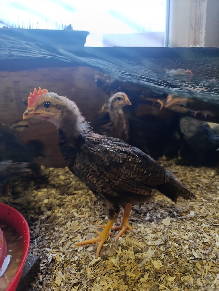 Vlaška Exchequer, Vlaška koroptví - 2