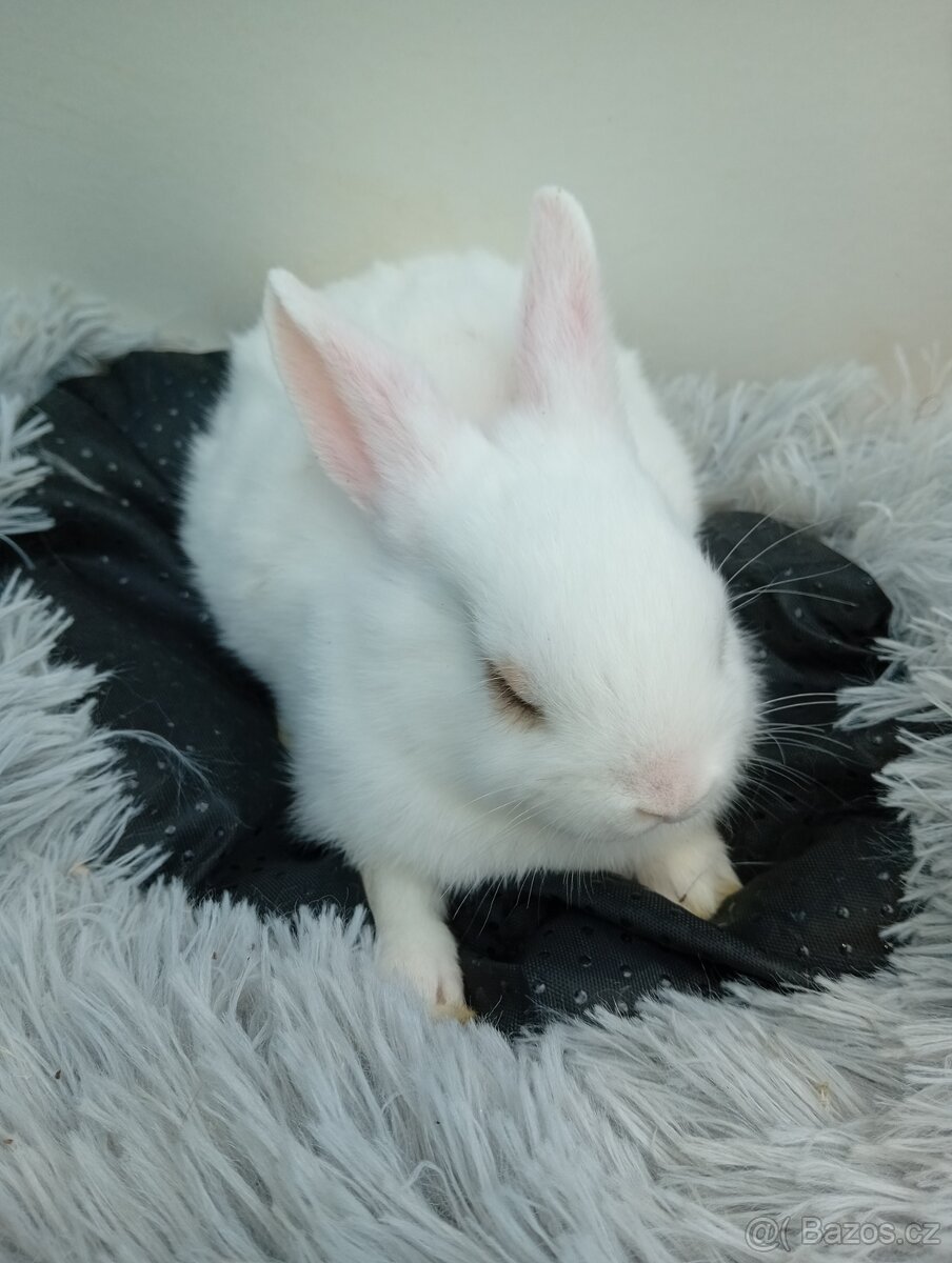 Zakrslý králíček I4 - 2