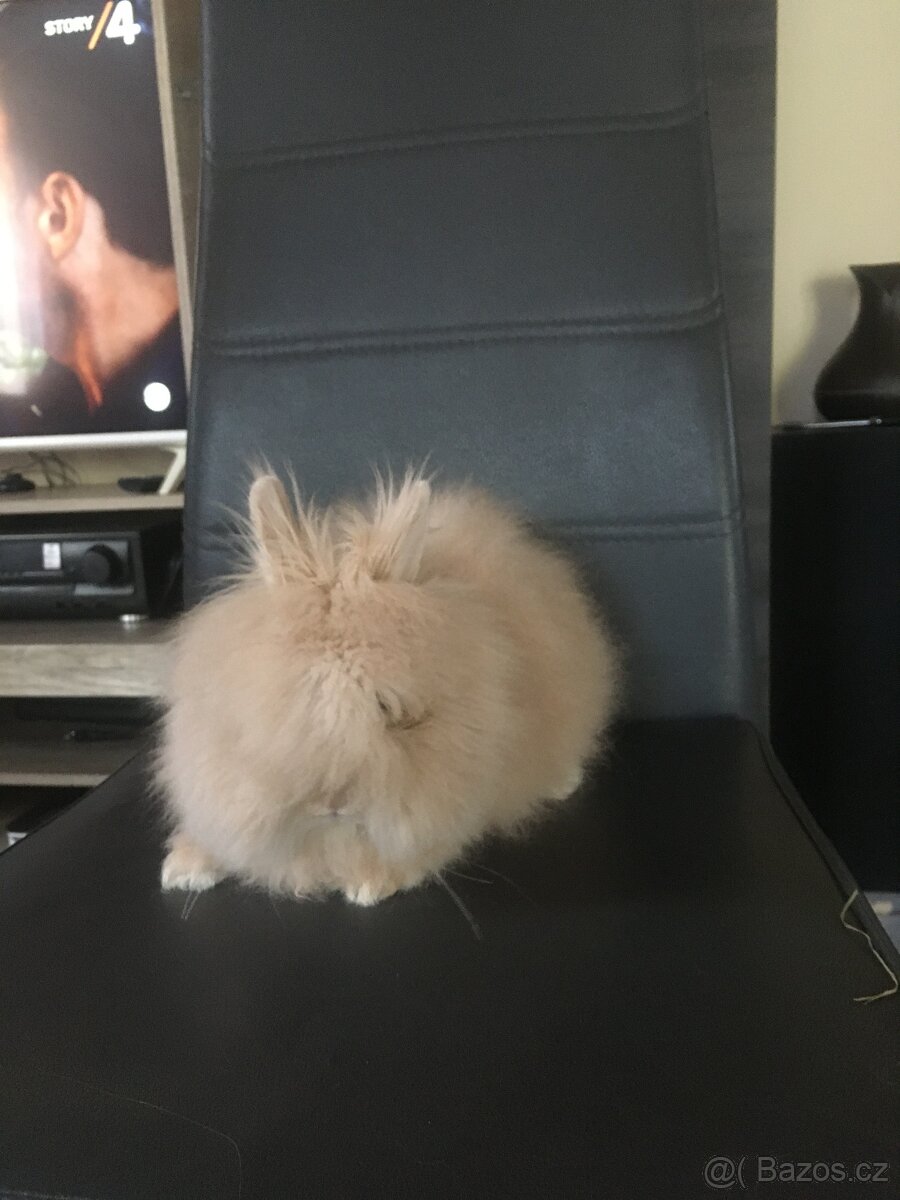 Zakrslý teddy dlouhosrstý - mláďata - 2