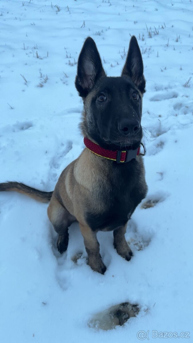 Belgický ovčák - 2
