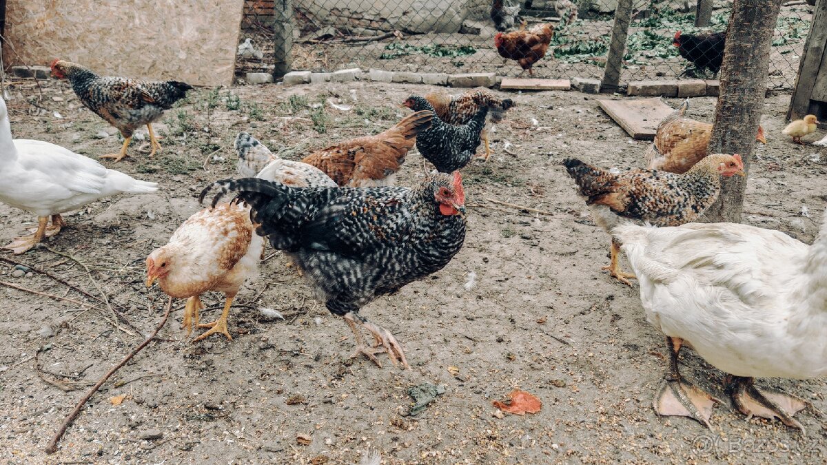 Mladí kohouti cream legbar/marans - 2
