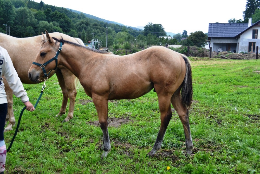Hřebeček AQH - 2