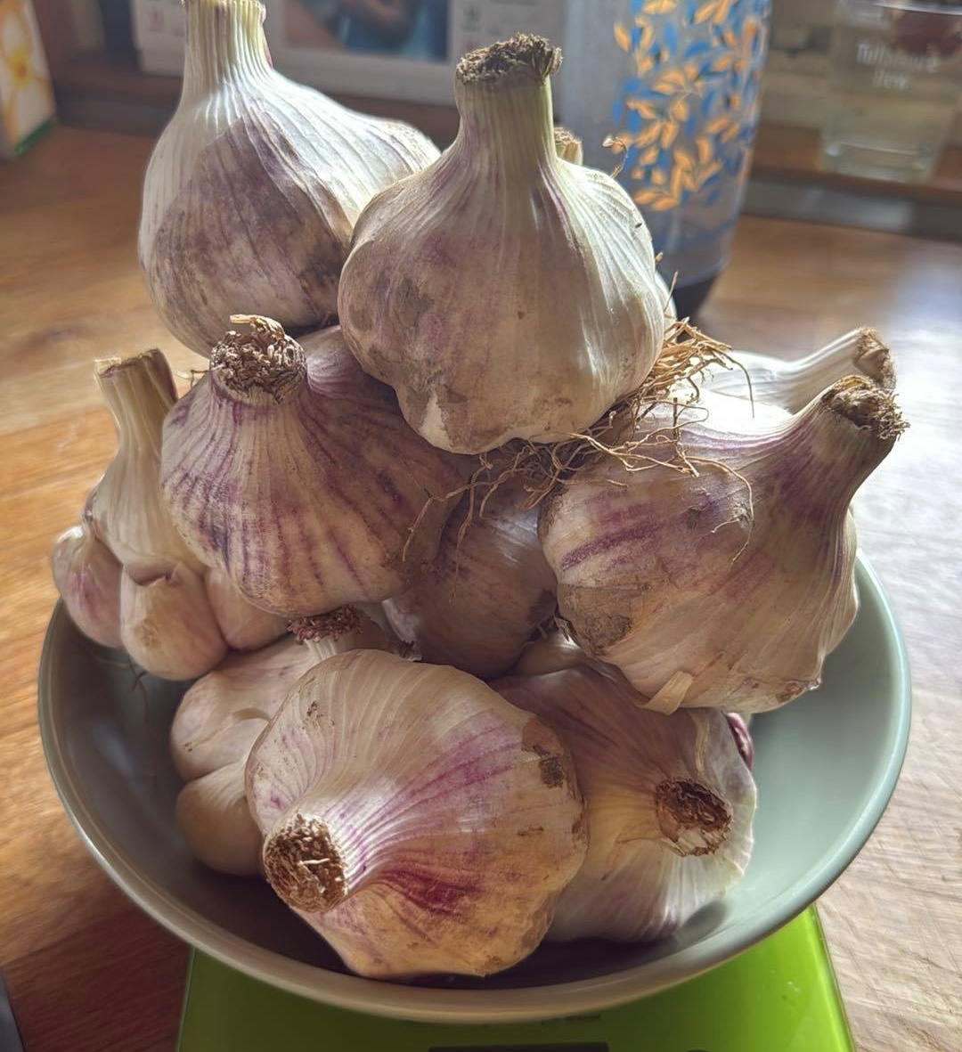 Český domácí česnek - 2