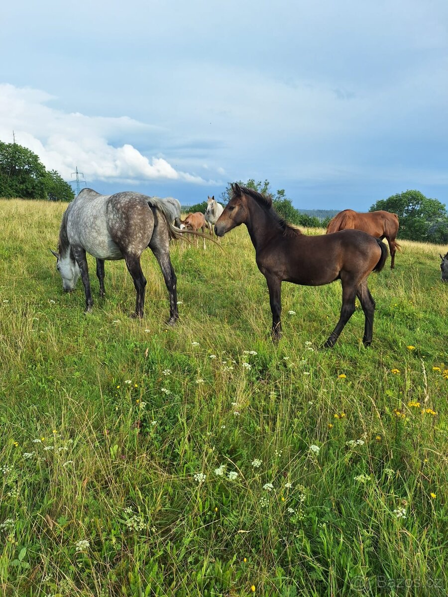 Hřebeček x appa - 2