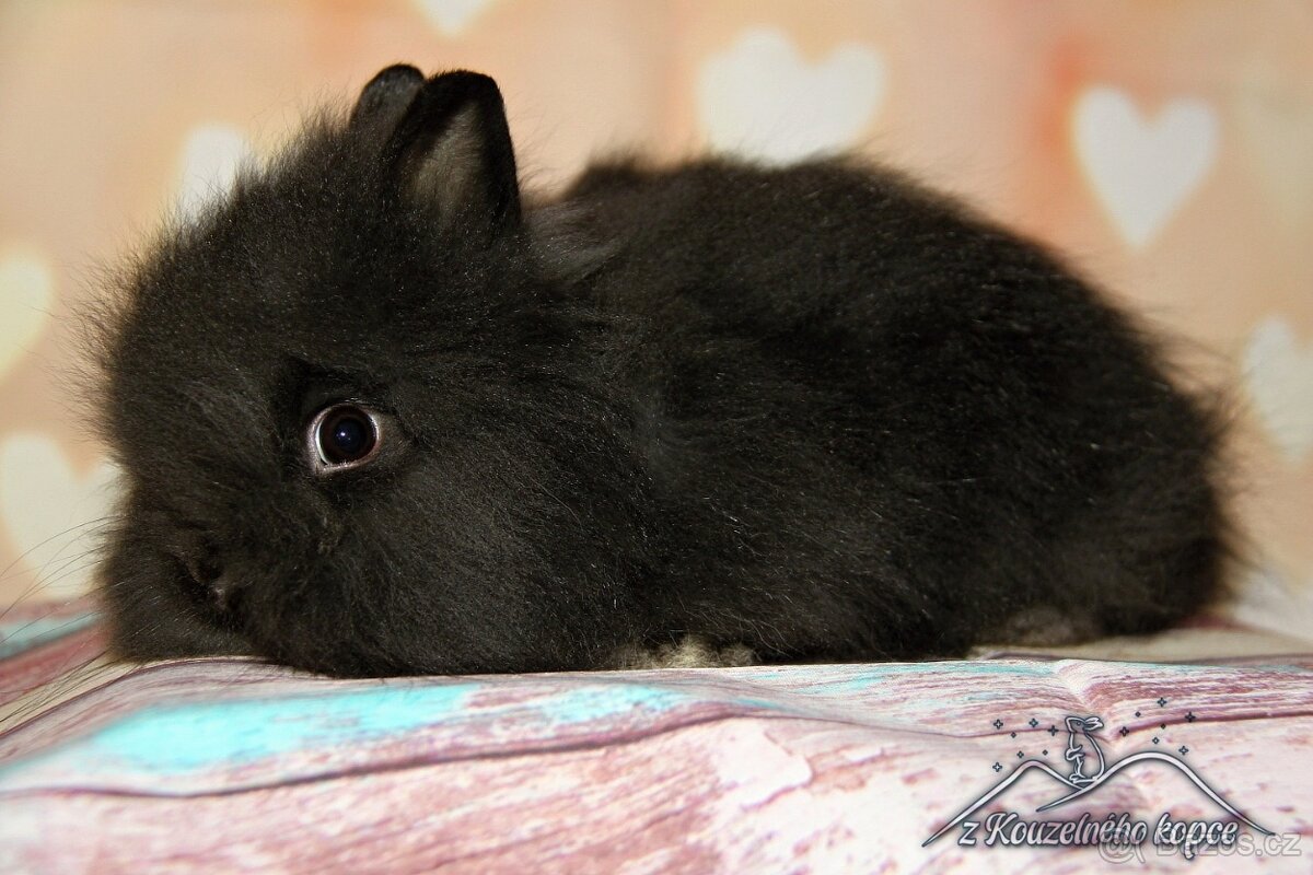 Zakrslý králíček Teddy s VP/samička BAYKA_ doprava po ČR - 2