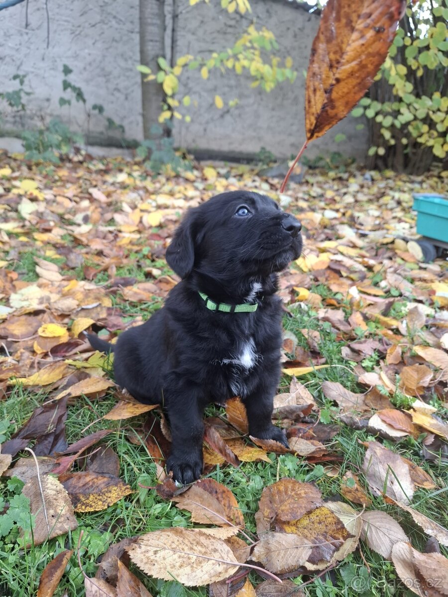 Šťěňata kříženců - 2