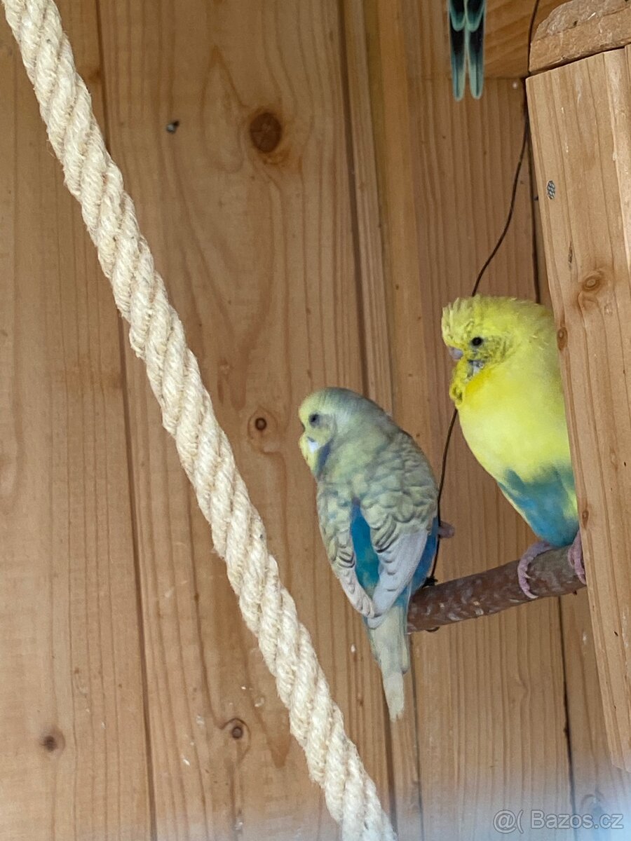 Prodám mladé andulky - 2