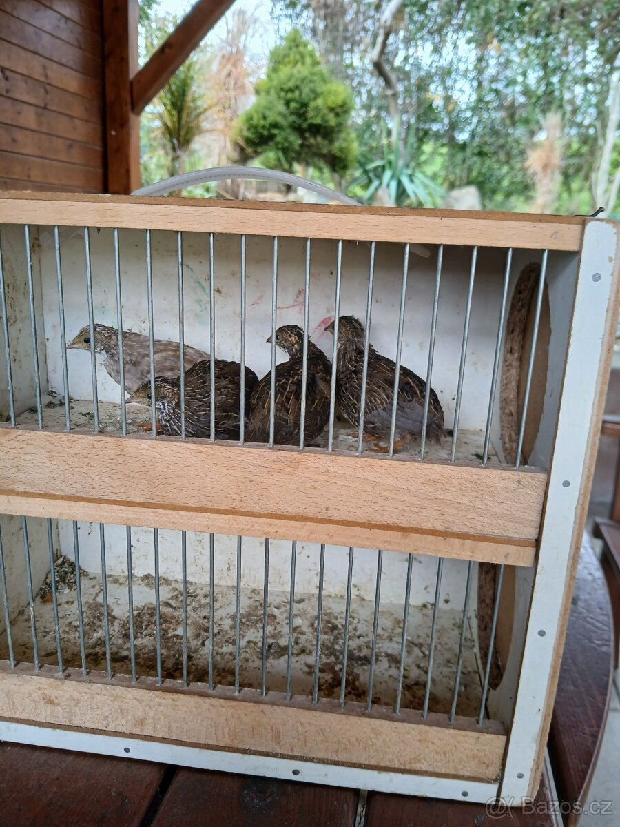 Korely, krepelky činske - 2