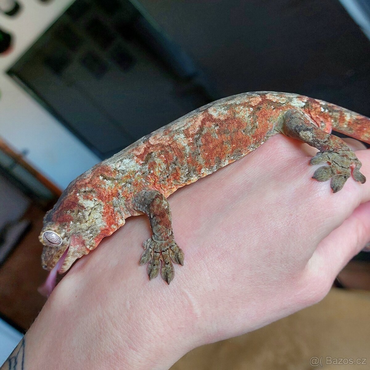 Mniarogekko chahoua red - 2