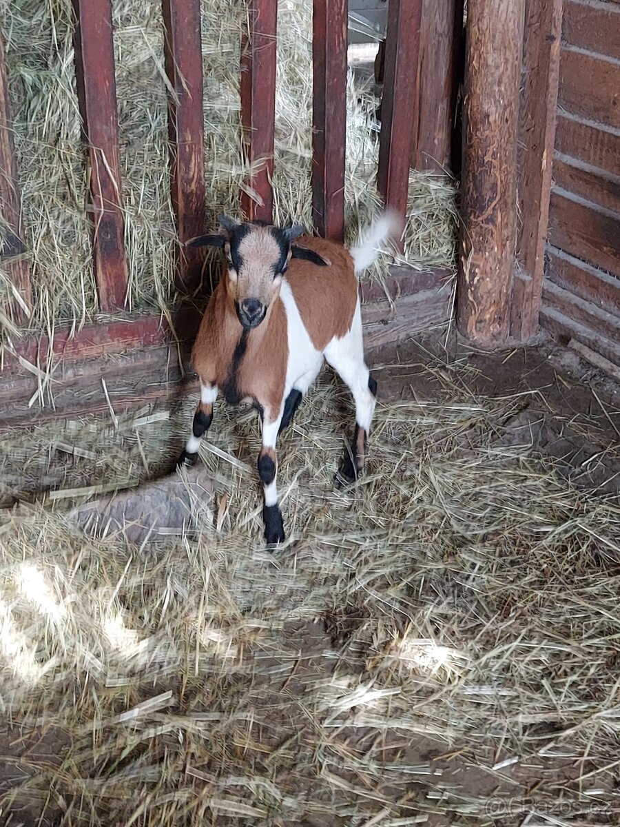 Kamerunsky beránek - 2