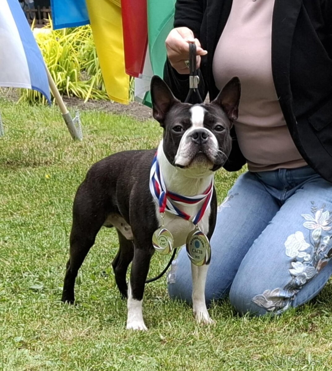 Boston, bostonský terier krytie. - 2