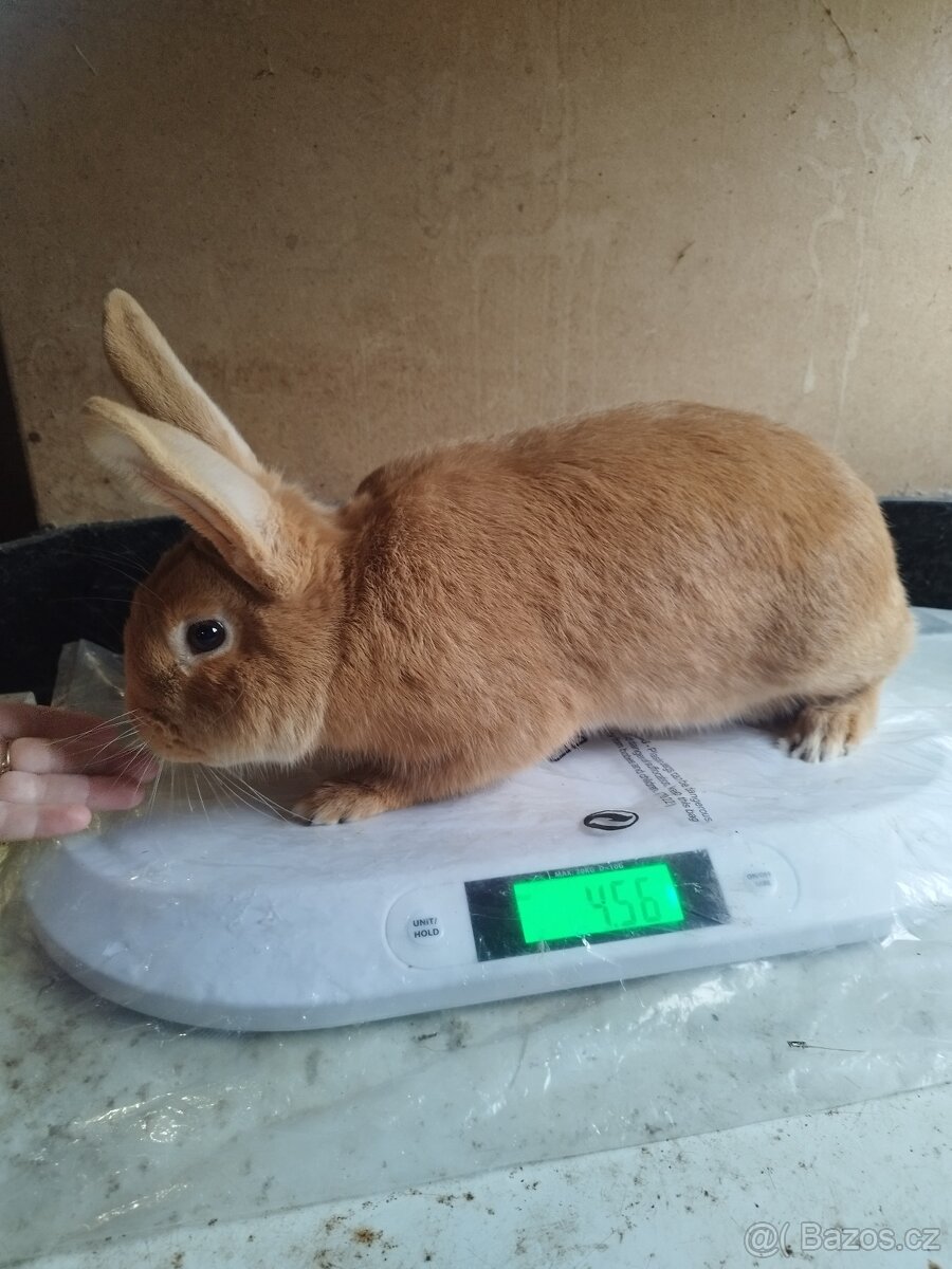 Burgundský samec - 2