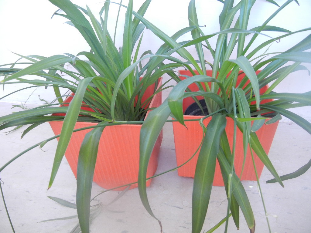 2 x zelenec v retro obalech - 2