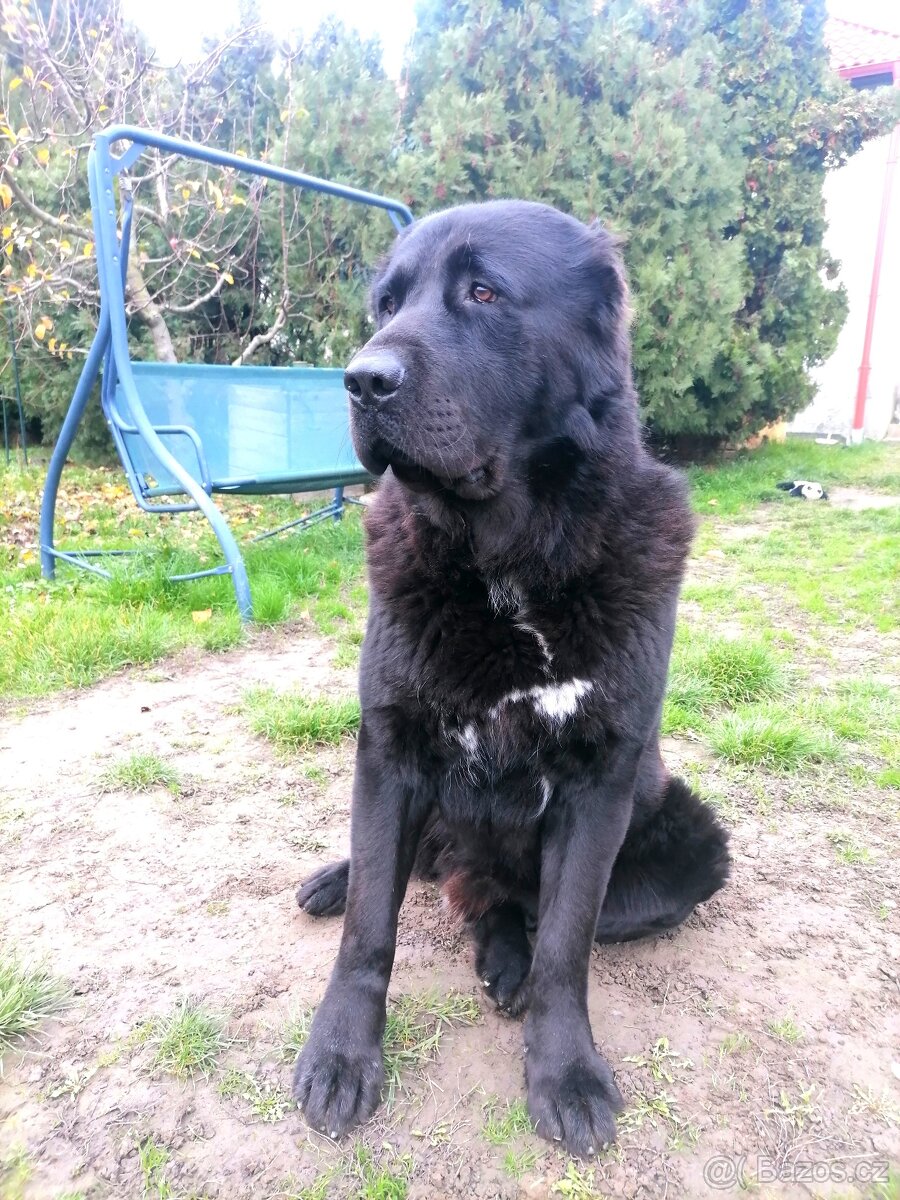 Stredoázijský ovčiak krytí - 2