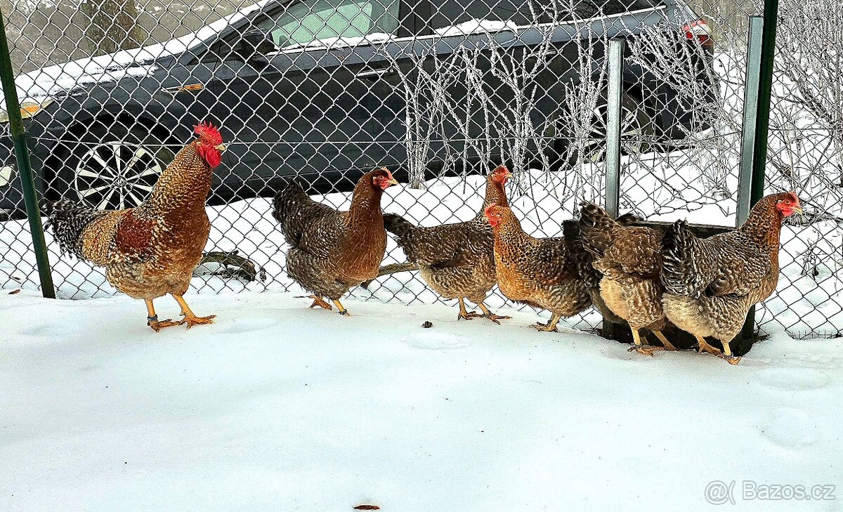 Bielefeldka, násadová vejce + kuřátka - 2