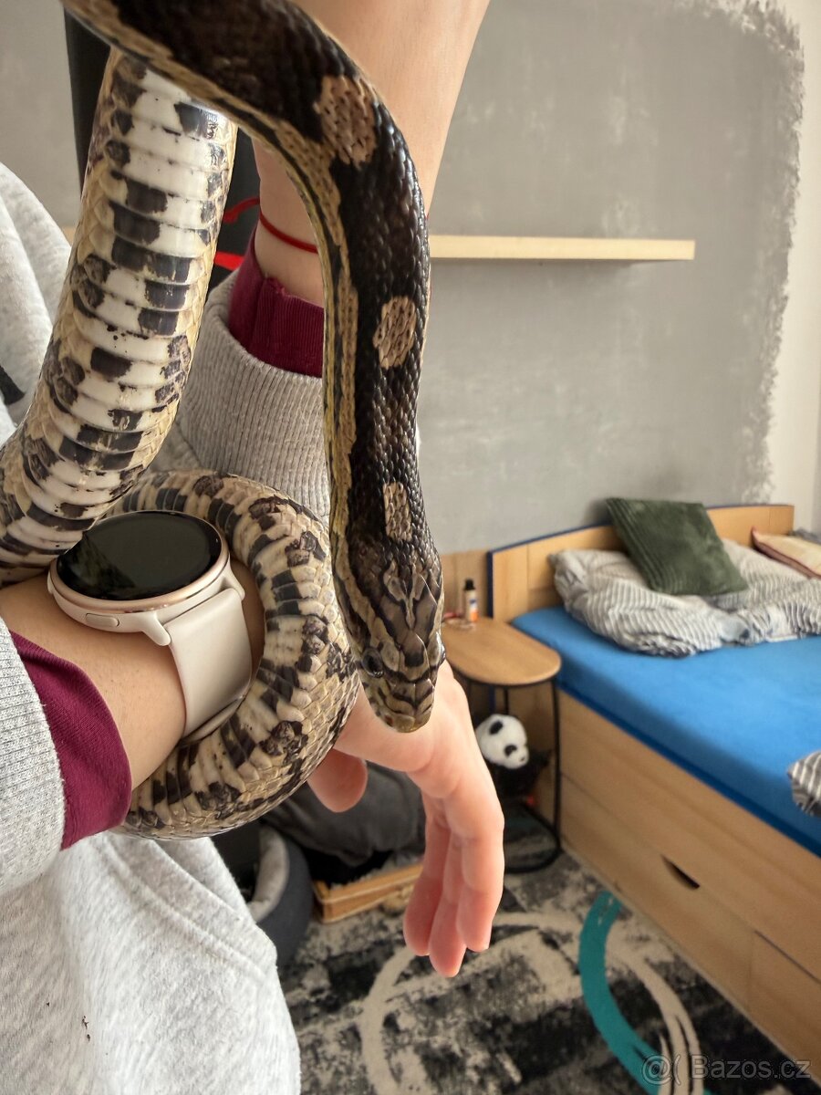 Užovka červená - 2