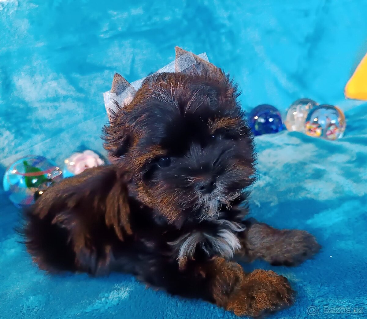 Jorkšírský teriér - 2