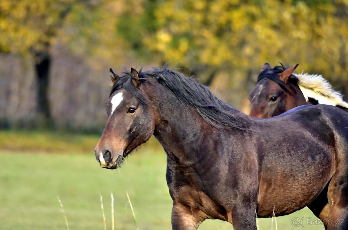 Připouštění Welsh Cob D - 2