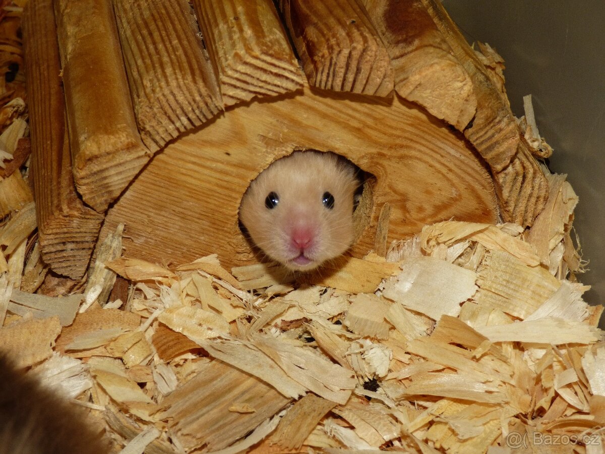 Křeček syrský - 2