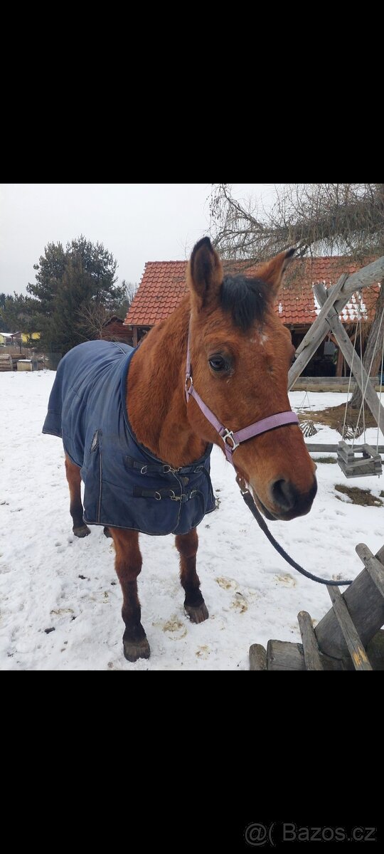 Qh mix klisna - 2