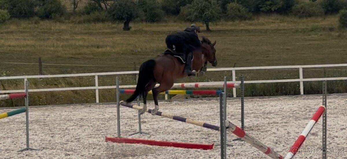 Valach do sportu - 2
