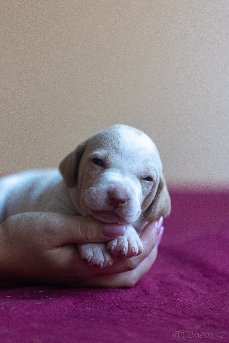 Saintgermánský ohař - štěňátka k zamluvení - 2