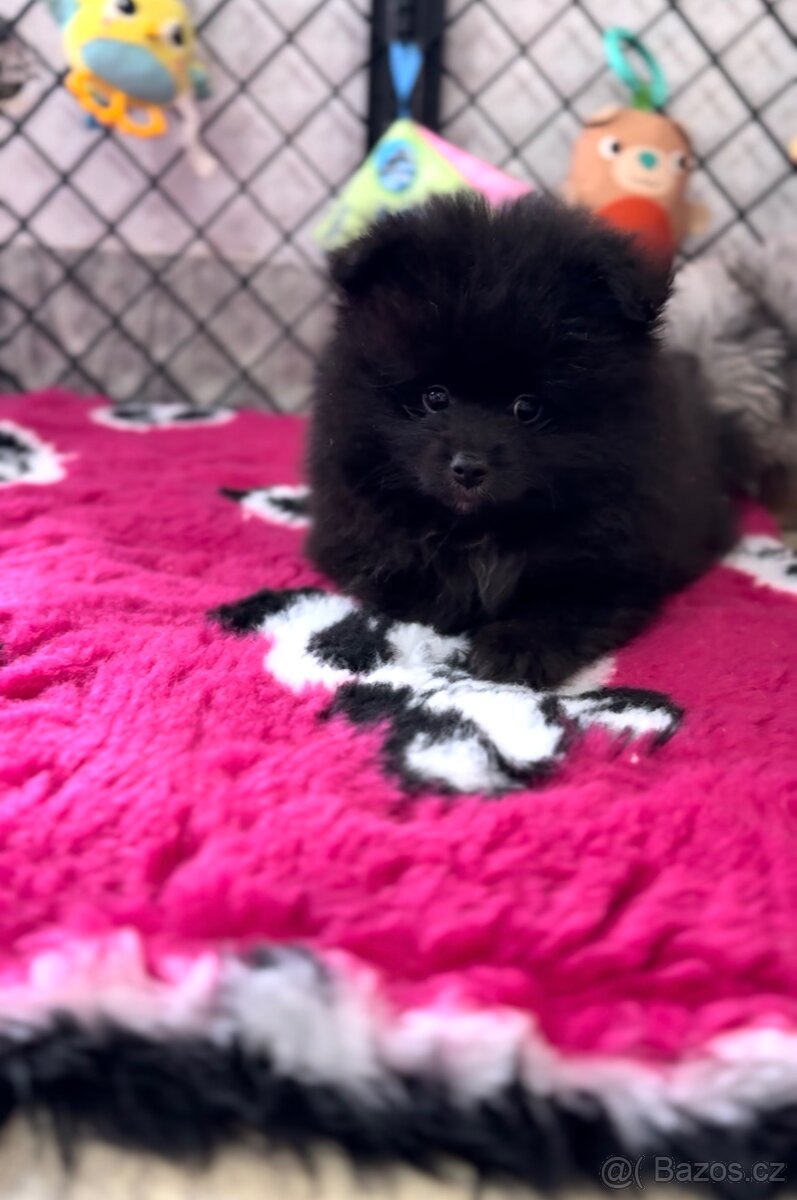 Pomeranian - 2