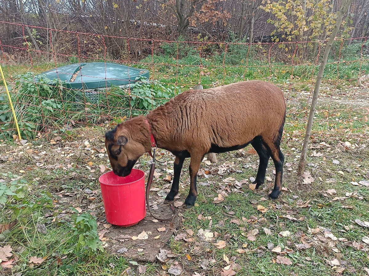 Ovce Kamerunská - 2