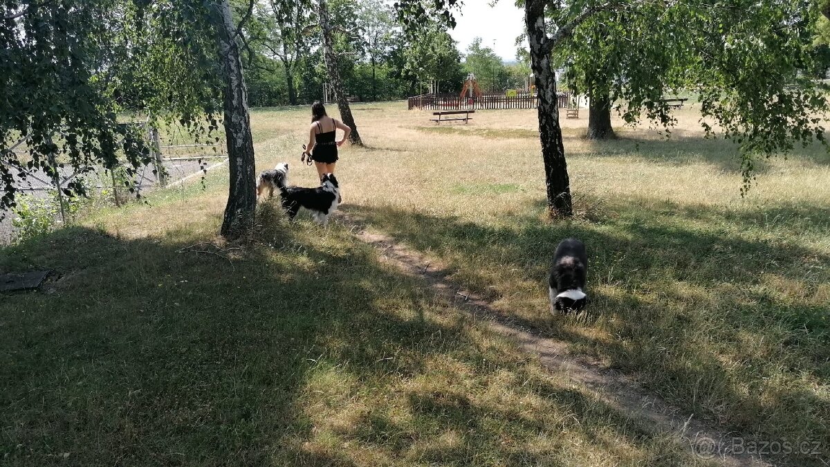 🐾 Venčení a hlídání psů po Praze - spolehlivě a s láskou 🐾 - 2