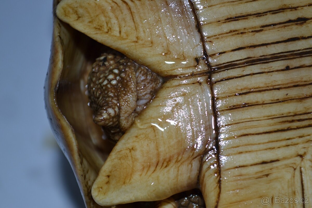 Samice želvy ostruhaté - sulcata - 2