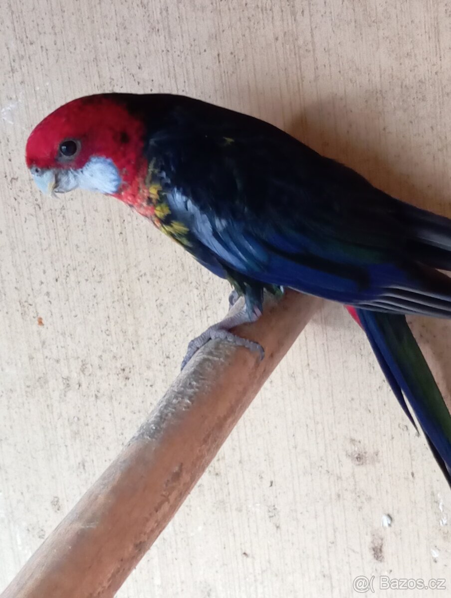 Rosela pestrá černá - 2