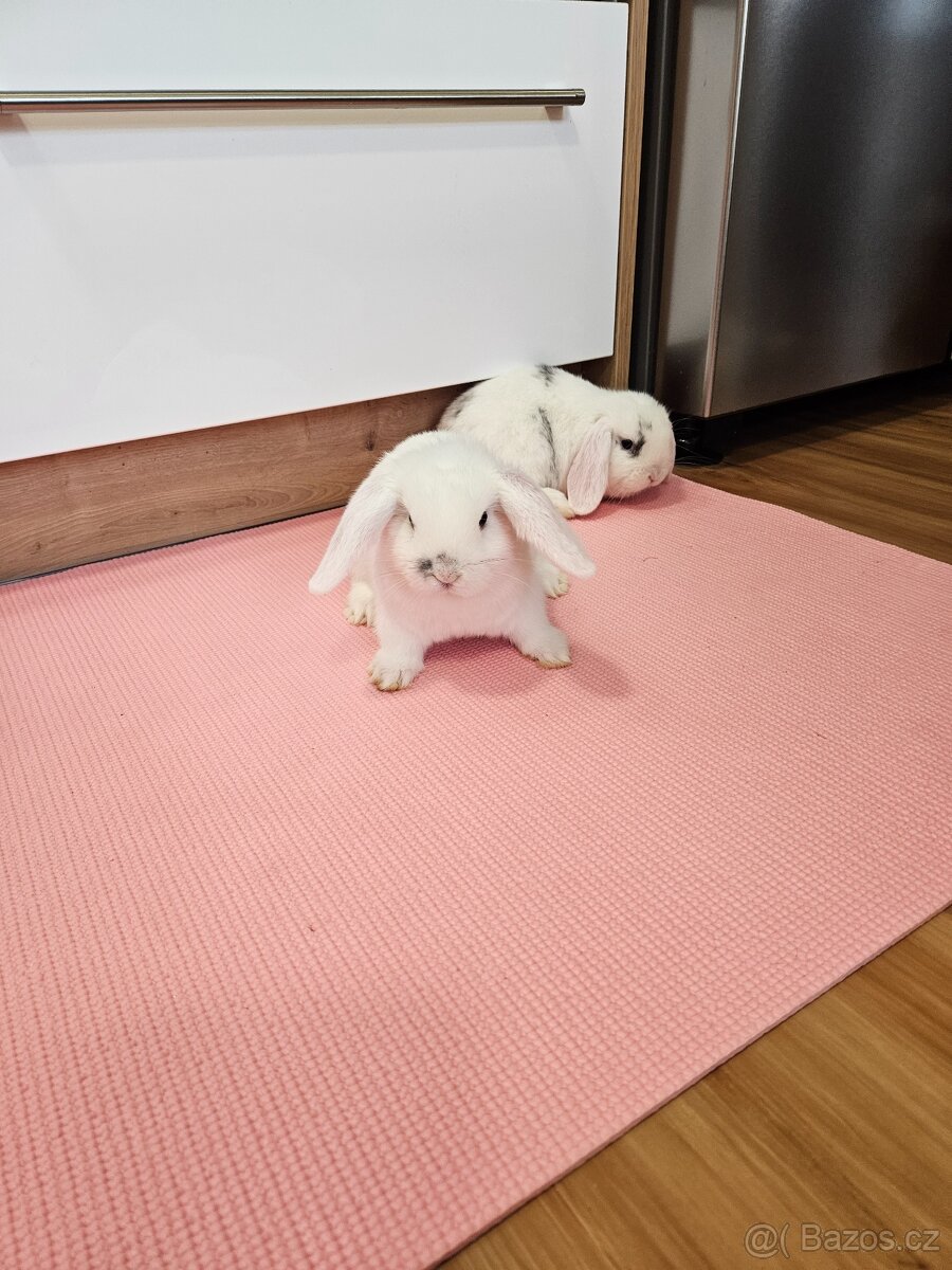 Zakrslý králík - 2