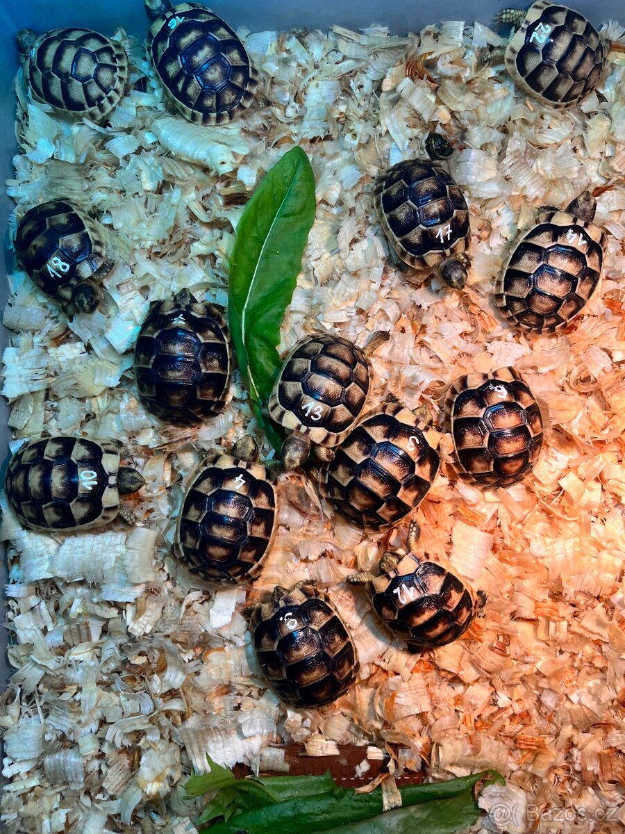 Želva vroubená - Testudo marginata - 2