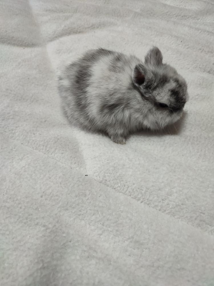 Zakrslý králíček - 2