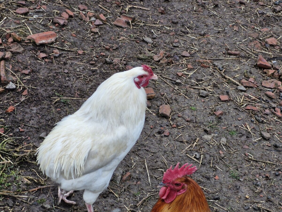 Prodám kohouty - 2